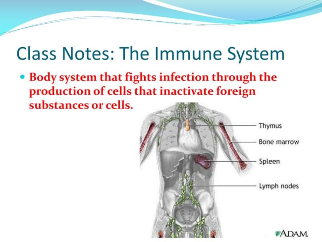 Understanding the mechanics of the immune system and the various factors that affect it 