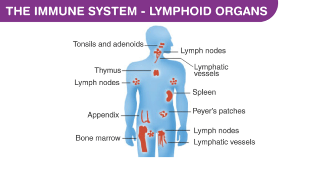 the-immune-system-lymphoid-organs